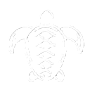 Sea Turtle