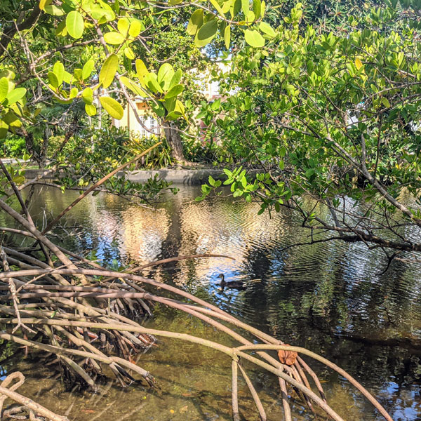 Himmarshee Canal