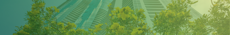 A tree with yellow flowers with buildings in the background